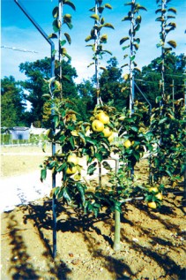 Jardin (verger de collection) du Château de Talcy