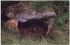 Dolmen de la Rousselière