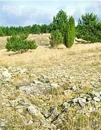 Réserve archéologique de la Vallée aux Fleurs à Fossé