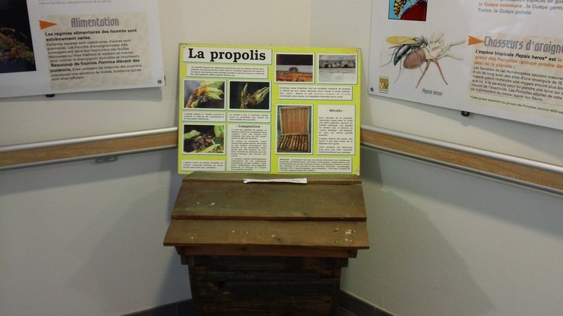 Exposition "Abeilles" : panneau réalisé par l'animateur du lieu d'accueil