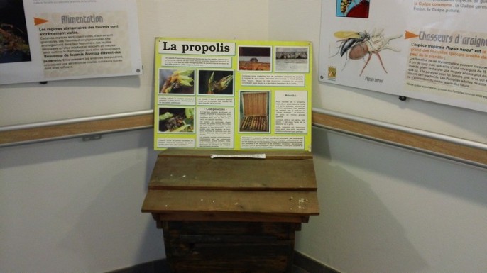 Exposition "Abeilles" : panneau réalisé par l'animateur du lieu d'accueil