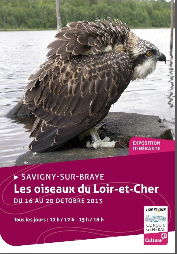 Les oiseaux du Loir-et-Cher - Savigny-sur-Braye