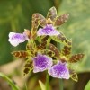 orchidées